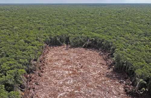Cerca de la comunidad La Vida y Esperanza, en Quintana Roo, se realizan diversas labores para la construcción del Tren Maya.