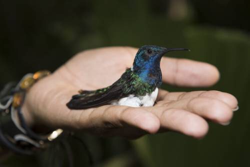 Un colibrí jacobino de cuello blanco con plumaje parecido al de un macho.