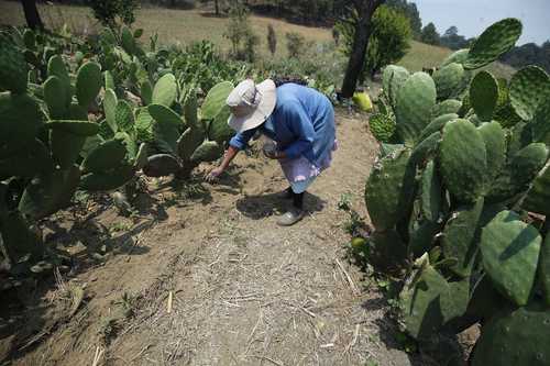 El impulso presupuestal a seis programas clave busca abaratar productos del campo.