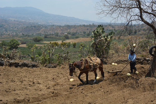 Campo milpaaltense.  Juan Carlos Loza Jurado