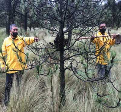Monitoreo en el bosque.  Representación Bienes Comunales San Lorenzo Acopilco