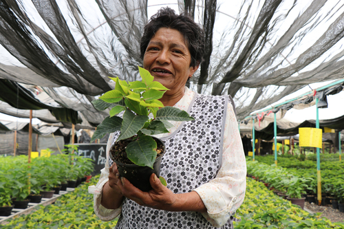 Georgina Gómez Mateos, productora de flores de Nochebuena en la alcaldía Xochimilco. Tonatiuh Vera Balanzario CORENADR
