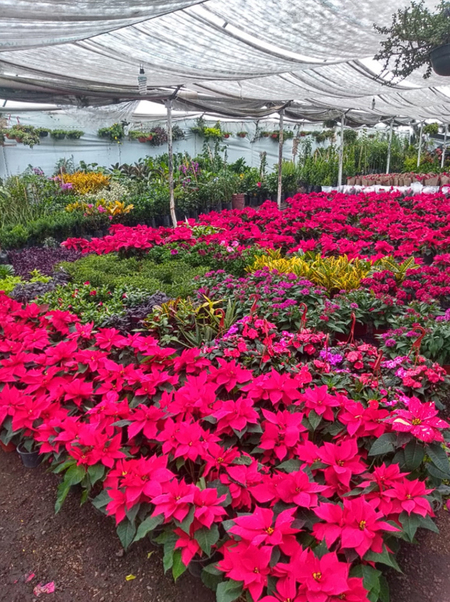 Producción de Nochebuena en mercado de Plantas de San Luis Tlaxialtemalco Griselda Martínez García