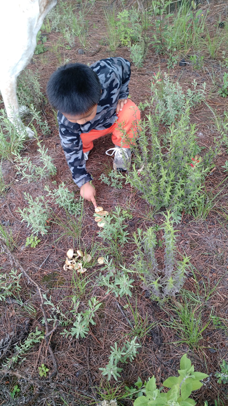 Se muestra a un niño, a quien se le está enseñando a buscar hongos.