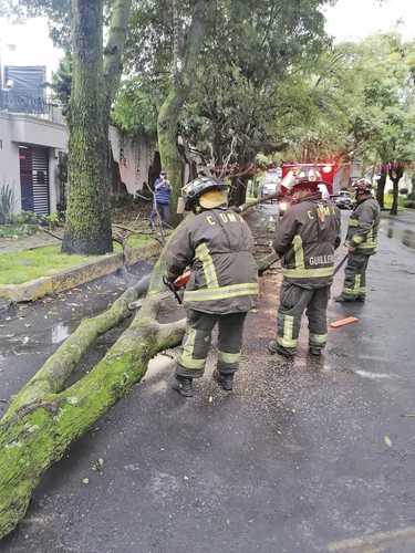Bomberos de la Ciudad de México seccionaron un árbol que cayó en la colonia Fuentes del Pedregal, en Tlalpan, debido a que se desprendió desde su base.
