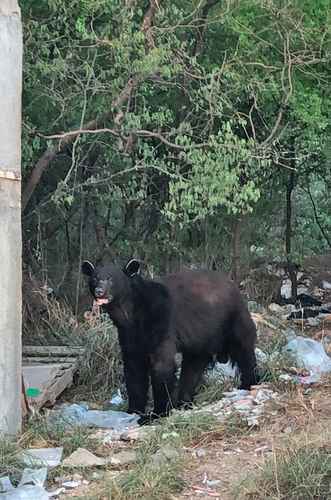 La Jornada - Matan a oso negro en Sonora