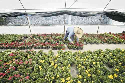  La cooperativa Belaplant, en Xochitenco, Xochimilco. Foto Yazmín Ortega Cortés