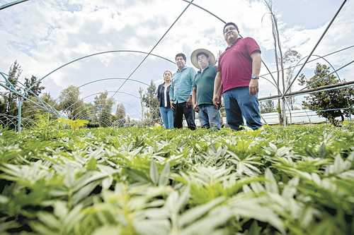  Erick Martínez Tecpan, administrador; su hermano Jorge, agrónomo, y la esposa de Erick, Samanta Sinaí, abogada, son los integrantes de la cooperativa Belaplant, en Xochitenco, Xochimilco. Foto Yazmín Ortega Cortés