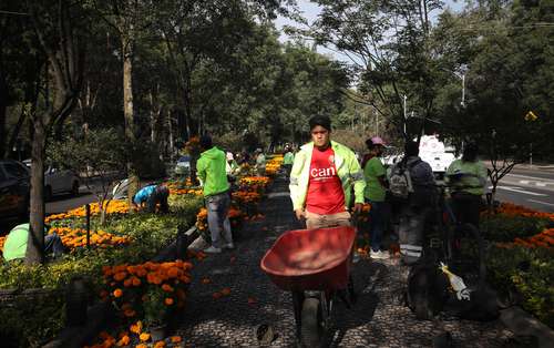 En camellones de las principales avenidas son colocadas miles de flores por celebración del Día de Muertos.