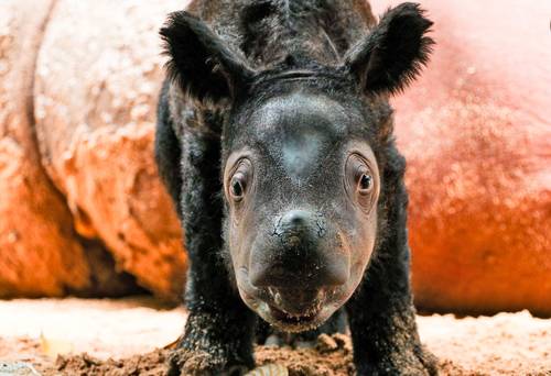 Las poblaciones silvestres de especies animales vigiladas se han desplomado casi 70 por ciento en 50 años, según el Índice Planeta Vivo, del Fondo Mundial para la Naturaleza, publicado el 13 de octubre, que destaca pérdidas devastadoras para la naturaleza debido a la actividad humana. En la imagen, un rinoceronte recién nacido en el Parque Nacional Way Kambas, en la provincia de Lampung, Sumatra.