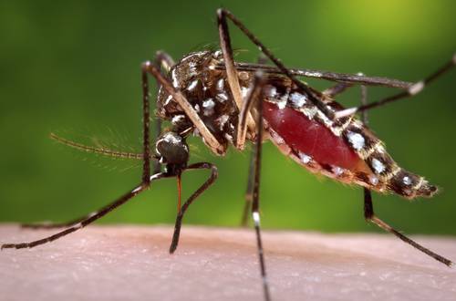 Un Aedes aegypti hembra en el proceso de adquirir sangre de un huésped humano. La especie fue utilizada para la investigación.