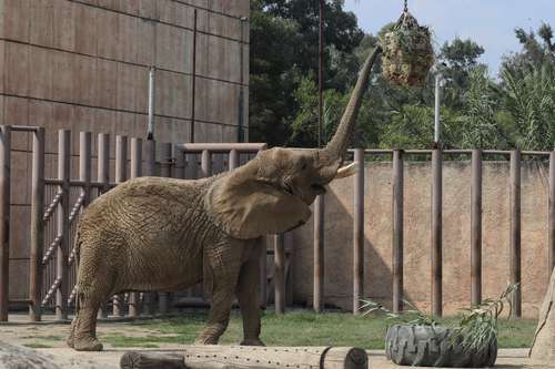 Legisladores de la Comisión de Bienestar Animal del Congreso local acudieron al zoológico de Aragón para ver los cuidados que recibe el paquidermo.