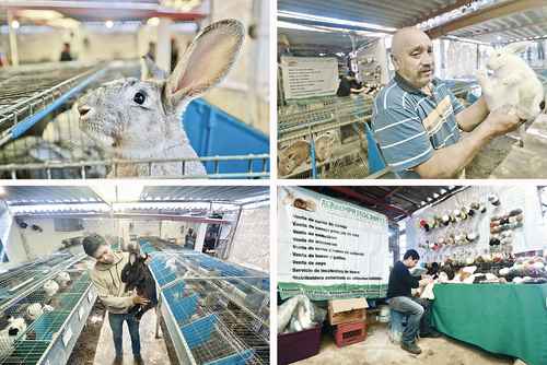 Aspectos de la cooperativa granja de conejos Criadero Jazmín, ubicada en la alcaldía Xochimilco, que funciona básicamente como una empresa familiar, donde se dedican a garantizar una crianza saludable de conejos de diversas razas.