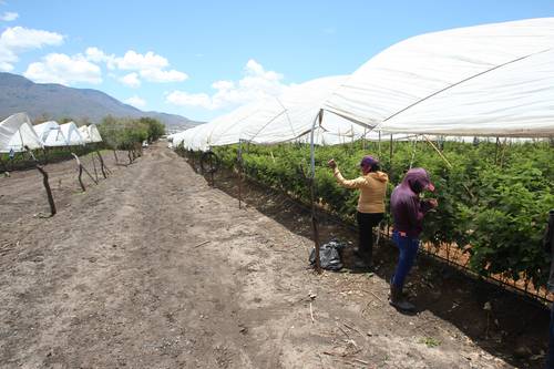 El modelo agroindustrial de exportación requiere mayor inversión en tecnología, infraestructura y agua. La imposibilidad de cumplir con eso lleva a pequeños productores a rentar sus tierras.