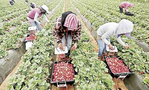 San Quintín, en el sur de Baja California, es el segundo productor nacional de frutos rojos, que son comercializados en su totalidad en el mercado estadunidense. Foto cortesía El Vigía Ensenada