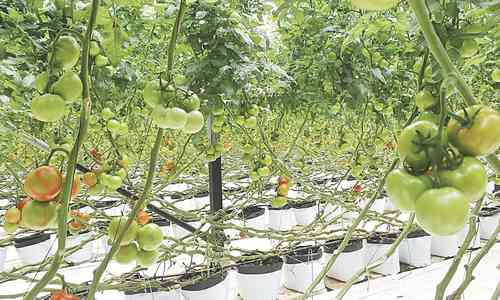  El tomate rojo es un cultivo tradicional en San Quintín, el cual se siembra durante todo el año gracias al uso de tecnología agroindustrial. Foto cortesía El Vigía Ensenada