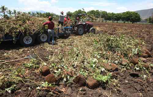  Trabajadoras elaboran composta en un sembradío de berries en el municipio de Jocotepec, Jalisco. Foto Arturo Campos Cedillo