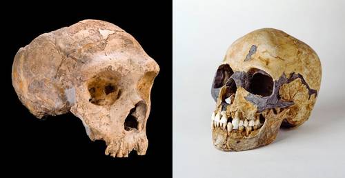 Por el sexo, el Homo sapiens causó la desaparición de los neandertales: estudio