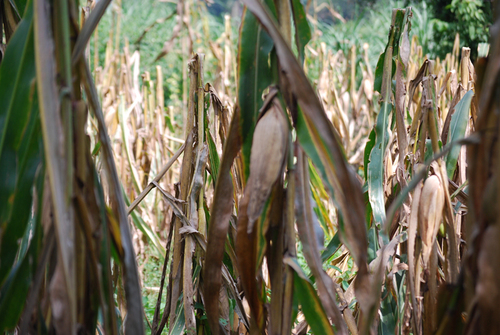 La milpa doblada.  Peter Gerritsen