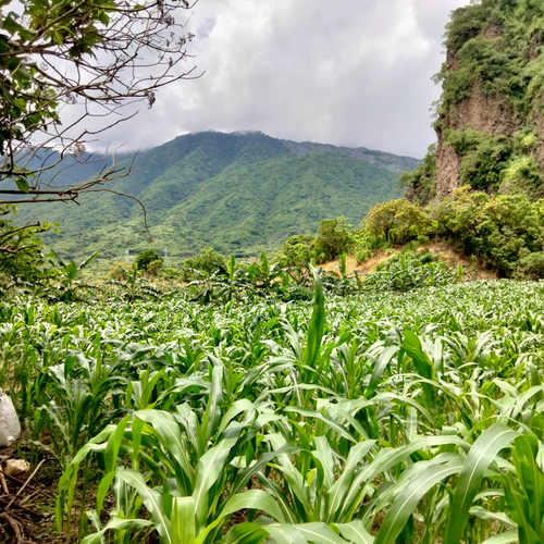 Perspectiva del sistema milpa en Tala, Jal.  Dagoberto de Dios