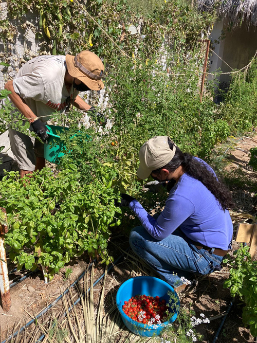 Cosecha de tomates cherry por voluntarios en el Huerto Comunitario Legaspy de Raíz de Fondo Jardines y Educación AC, La Paz, BCS.  Karen Castro