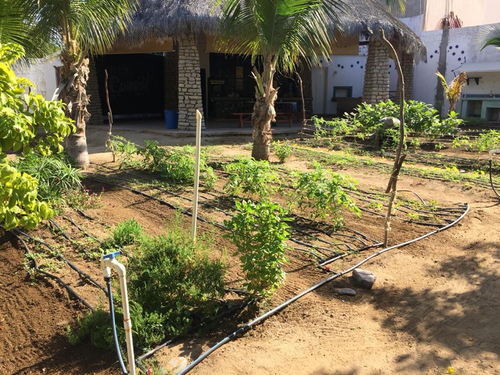 Huerto escolar parte del progra de Raíz de Fondo Jardines y Educación AC en la Primaria Jaime Álvarez, La Paz BCS.  Yanitzin Cano