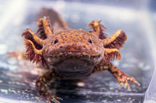 Campaign launched to rescue axolotls and their habitat