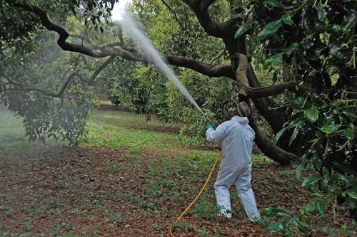 Las personas que reciben los envases preparan los líquidos, los vierten en tanques y los rocían, en todo el proceso inhalan los químicos sin contar con el equipo adecuado para manipularlos. En la imagen, cultivo de aguacate en Michoacán.