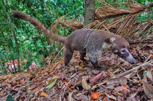 Los animales son poderosos aliados para reforestar, revela estudio