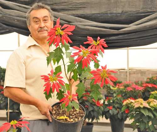 Armando Espinosa Flores, profesor e investigador del departamento de Fitotecnia de la Universidad Autónoma Chapingo, mostró algunas de las nuevas variedades de la flor que se obtuvieron este año en el jardín botánico de la institución.