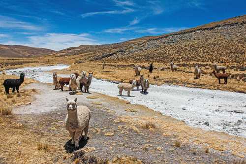 Alpacas en un arroyo seco en la comunidad quechua de Lagunillas, en la ciudad peruana de Puno, hace unos días.