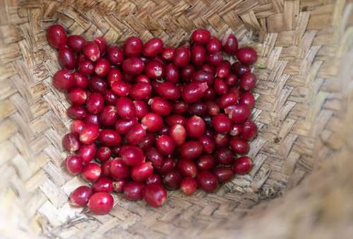  Cereza producida en la finca de Valente García Melchor, en el poblado de Limones. Foto Pablo Ramos