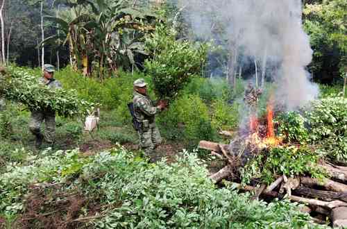 Elementos del Ejército Mexicano destruyeron ayer un plantío de hoja de coca escondido entre los poblados de La Cebada y Pie de la Cuesta. Su localización es difícil porque se cultiva entre matorrales.