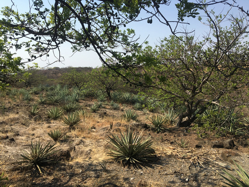 Cultivo de maguey criollo (Agave angustifolia) en sistemas agroforestales de Morelos, donde además se cultivan y toleran diversas especies de árboles del Bosque Tropical Caducifolio como ciruelas (Spondias sp.) y copales (Bursera sp.).  José Blancas