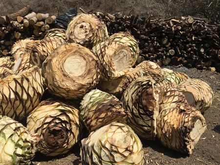 Producción de mezcal en Morelos a partir de maguey criollo (Agave angustifolia).  José Blancas
