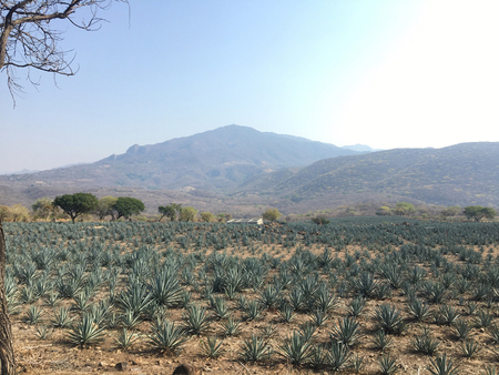 La extensión de los desiertos azules en Morelos se ha intensificado de la mano de los intereses comerciales y de algunas políticas públicas.  José Blancas