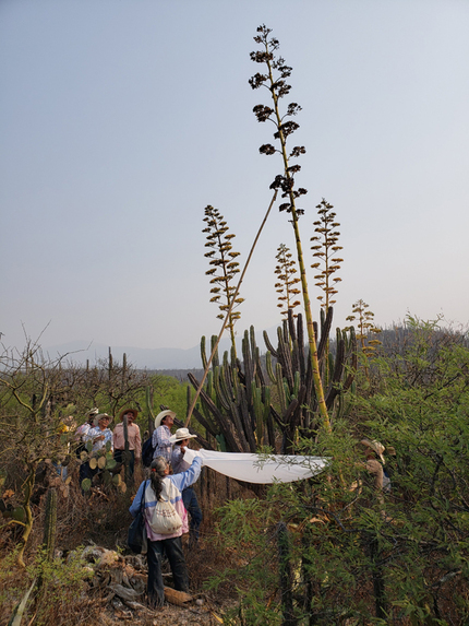 Colecta de semillas de maguey pitzometl en un taller sobre germinación.  Ignacio Torres