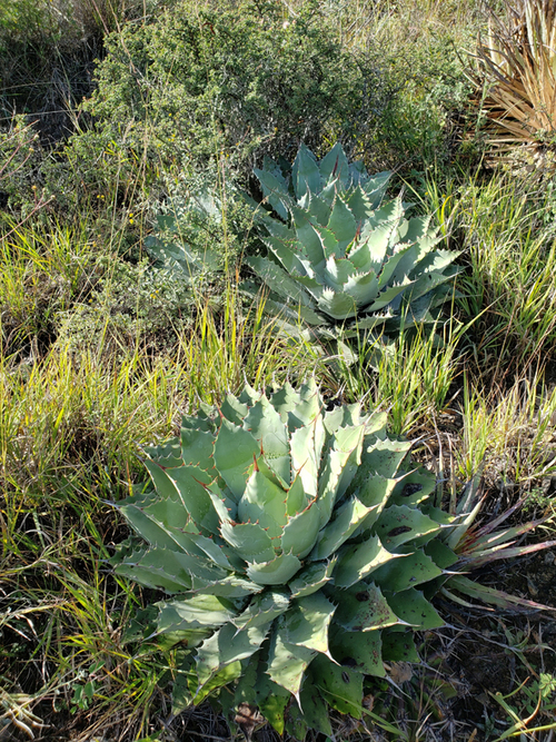 Maguey papalometl silvestre en el municipio Caltepec.  Ignacio Torres