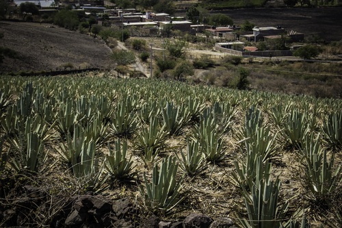 Plantación de maguey manso o Agave Americana var. subtilis, Jiquilpan, Michoacán.  Wenceslao López