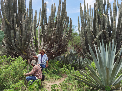 Manejo agroforestal en la parcela de la Familia Partida.  Carlos Lucio