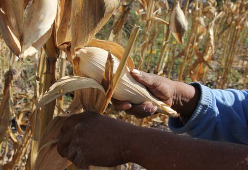 México será este año el segundo mayor importador de maíz del mundo, según datos del Departamento de Agricultura de EU.