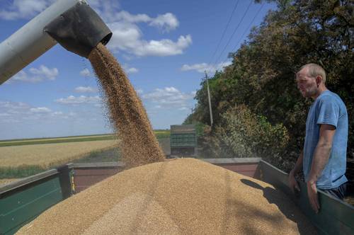 En 2025, el gobierno de México prohibirá la importación de grano modificado para consumo humano. En la imagen, cosecha de trigo en Ucrania, en julio de 2022.