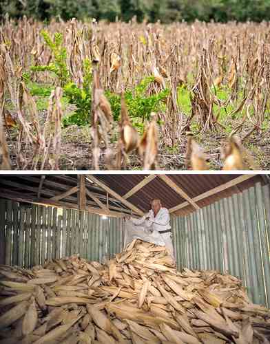 Milpa en el municipio de Espinal, Veracruz. Luego de la cosecha, las mazorcas son deshojadas y se forman manojos de 15 hojas que se unen en pacas de 150 rollos cada una.