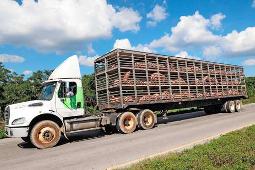 Pese al notable descenso, las exportaciones pecuarias son el quinto agroalimento que más ingresos deja al país, sólo por debajo del tequila, cerveza, aguacate y berries.