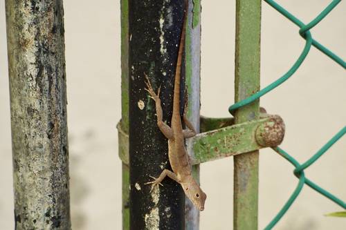 Genetic evolution allows lizards to survive in cities, study reveals