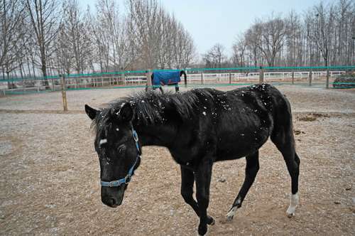 Zhuang Zhuang, el primer caballo clonado del país criado por la compañía china Sinogene.