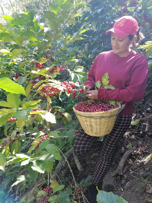Cosechando cerezas de café.  Mujeres en acción para el desarrollo sustentable A.C.