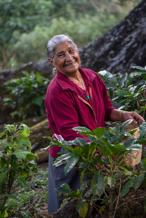 Cosechando café bajo sombra.  Mujeres en acción para el desarrollo sustentable A.C.