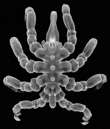 Un macho adulto, de la especie Pycnogonum litorale, completamente reconstruido.
