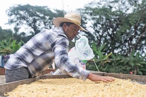 Finca familiar dedicada a la producción de café arábica en la zona de Coatepec, Veracruz.